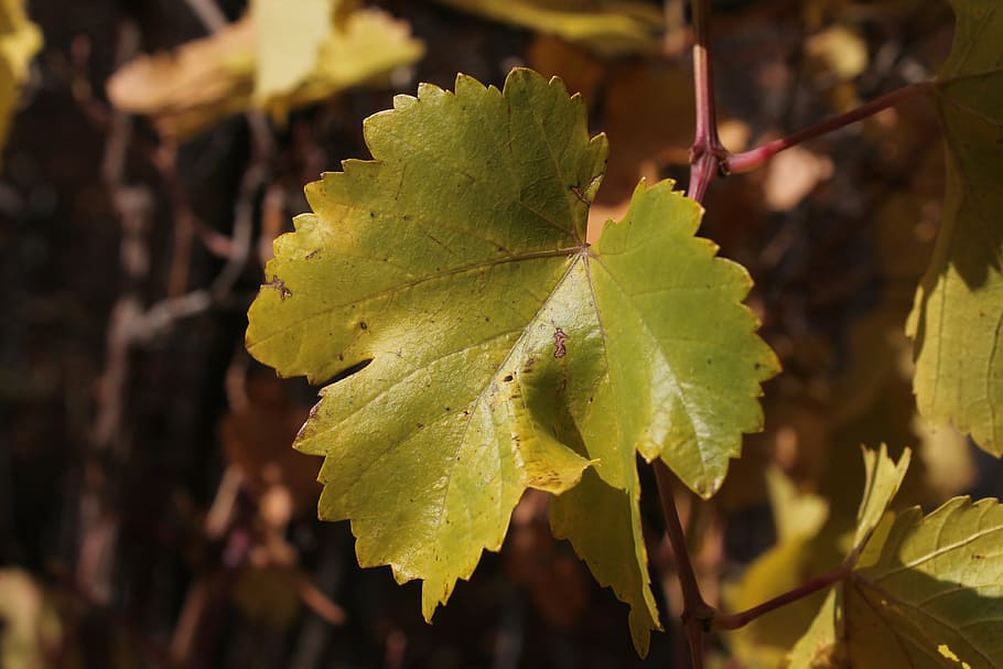 leaf, grape, green, vine, plant part, growth, green color, close-up HD wallpaper