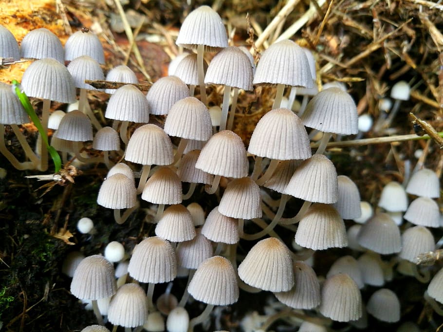 mushroom, eifel, germany, late summer, forest, fungus, close-up HD wallpaper