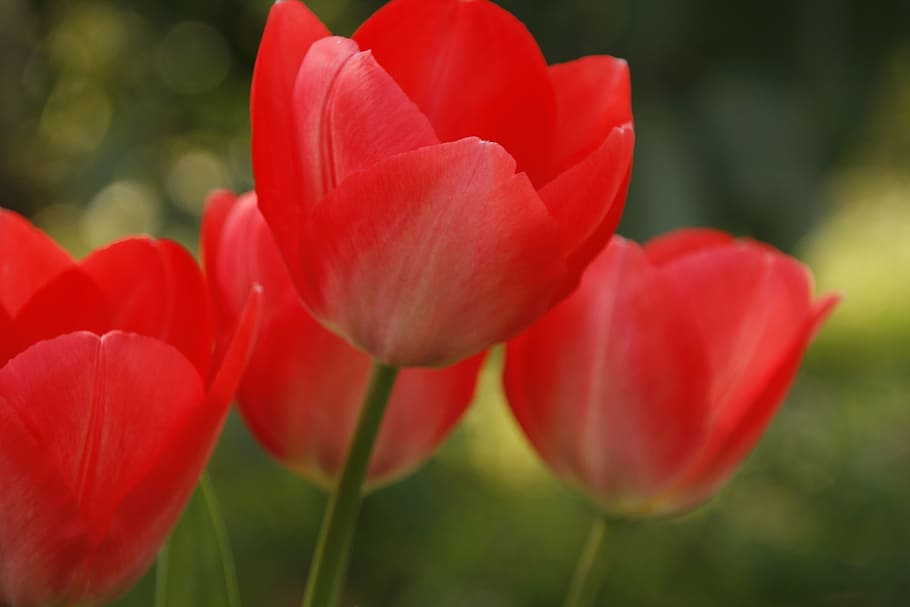 tulip, red, open, summer, spring, flower, nature, blossom, floral HD wallpaper