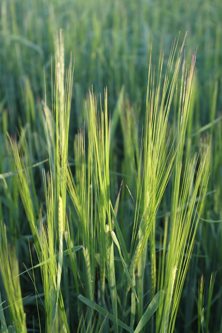 corn, grass, field, the cultivation of, agriculture, green HD wallpaper