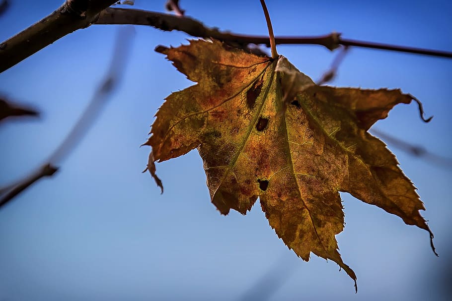 leaf, autumn, brown, fall, autumn leaves, nature, tree, season HD wallpaper