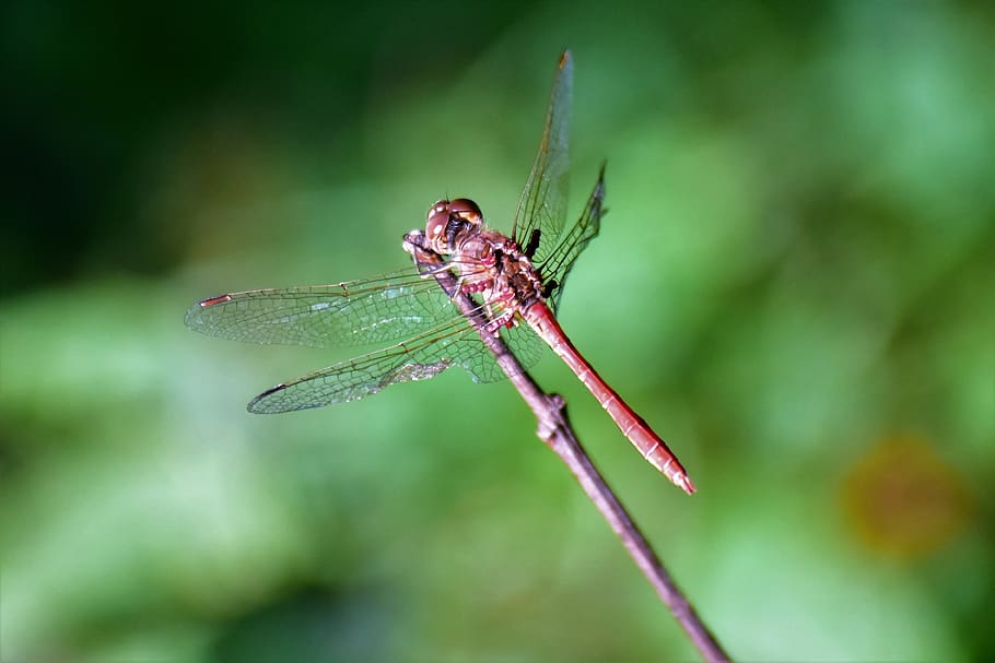 dragonfly, wings, insect, animal wildlife, one animal, animal themes HD wallpaper