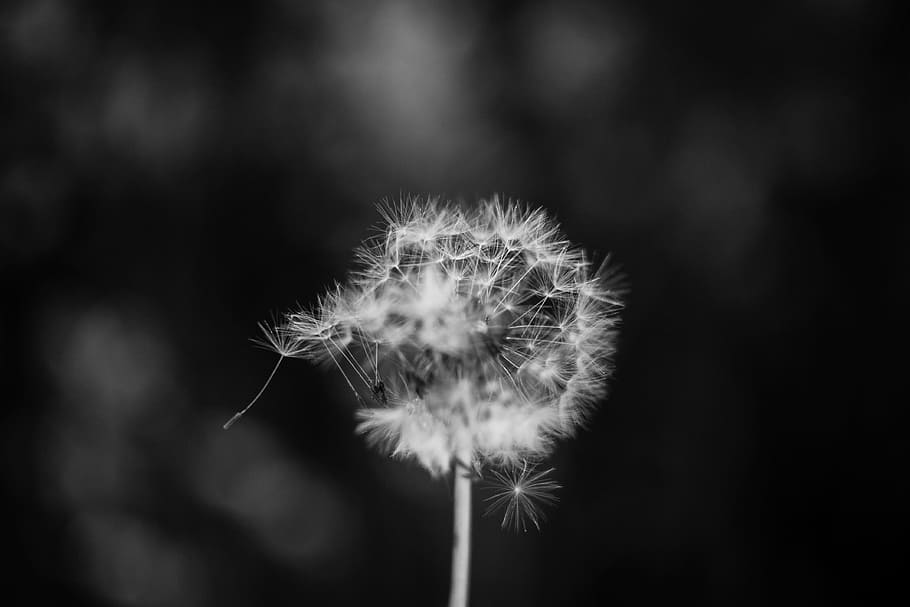 dandelion grayscale photo, selective focus grayscale photography of dandelion HD wallpaper