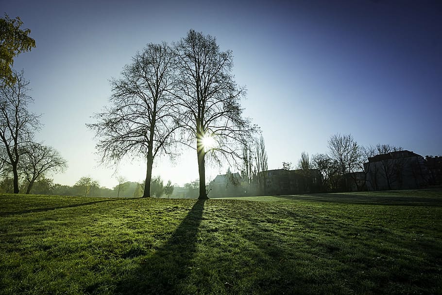 green grass field, yellow, sun, peaking, withered, tree, trees HD wallpaper