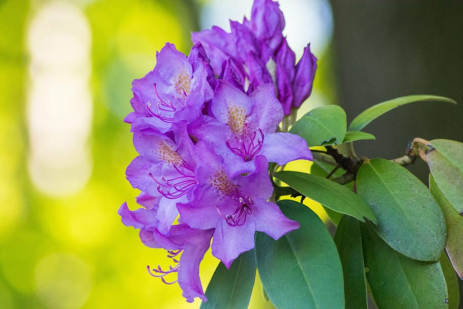 flower, bokeh, nature, spring, blossom, bloom, season, floral HD wallpaper