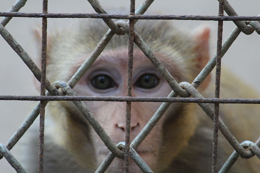 monkey, staring, face, fence, cage, ape, india, primate, one animal HD wallpaper