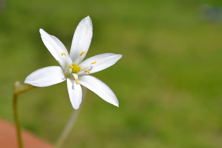 Close white. Травяная Лилия. Lilly grass Лилия. Лилейная трава 8 букв.