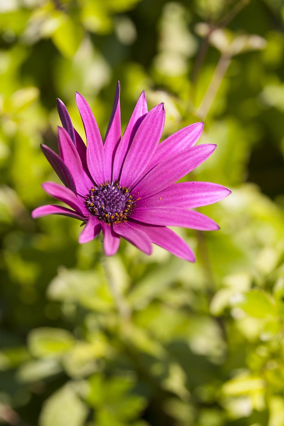 flower, macro, purple, pink, nature, plant, green, macro chichewa HD wallpaper