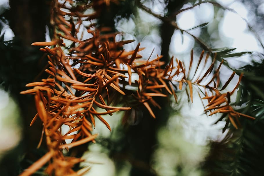 Close-ups of leaves on trees, closeup, green, branch, nature HD wallpaper