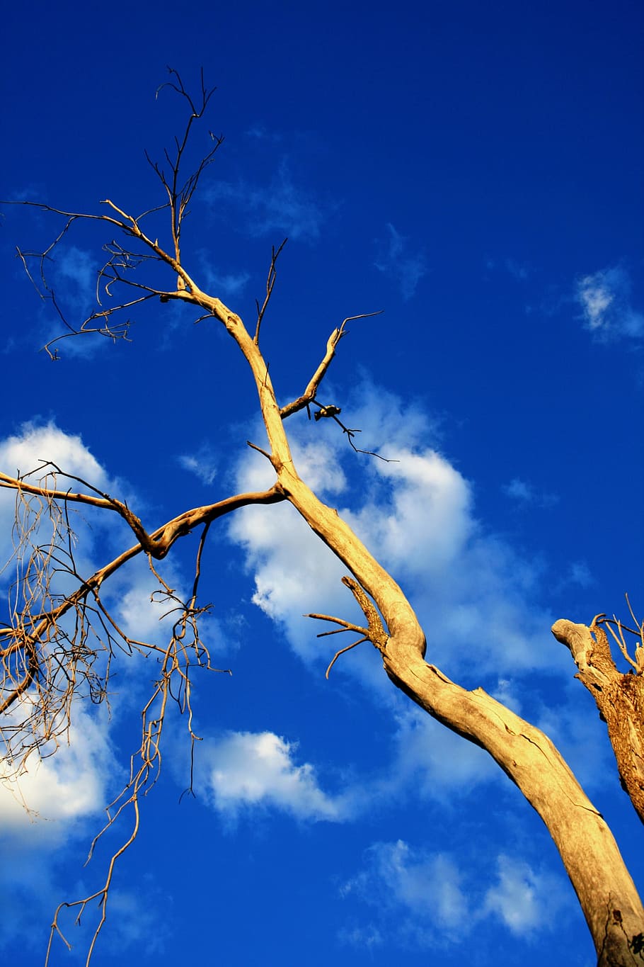 Tree, Dead, Old, Perch, Birds, Trunk, glowing, gold, sunlight HD wallpaper