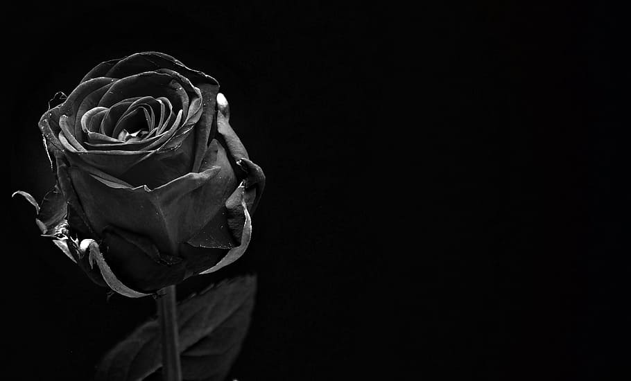 Hd Wallpaper Black Rose Bloom Flower Blossom Close Flare - Dark Flower Wallpaper 4k
