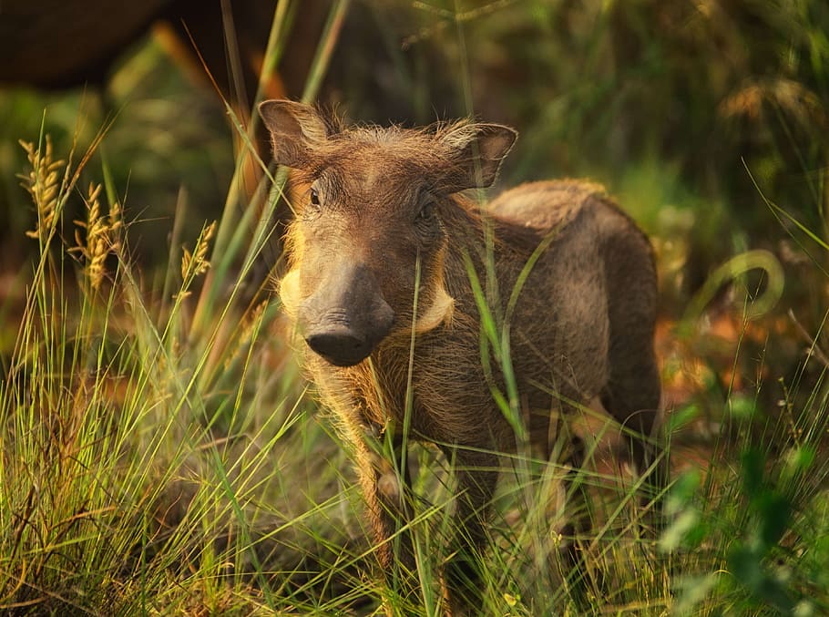 wild boar on grassy pavement, warthog, tusks, warts, calf, sunlight HD wallpaper