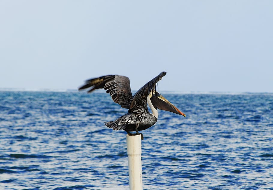 gray bird on white pole, pelican, belize, wild, sea, water HD wallpaper