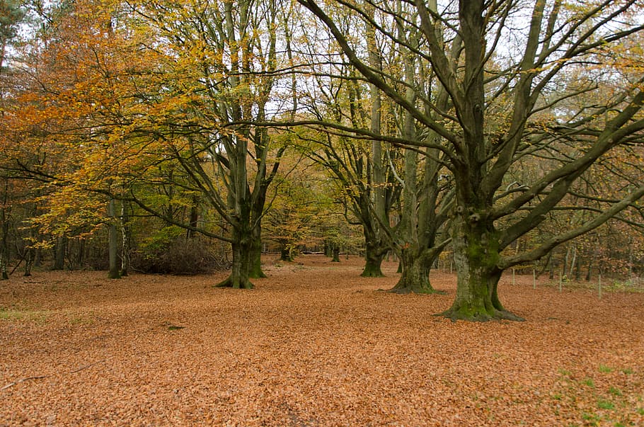 Woods, Forest, Landscape, Nature, autumn, tree, no people, scenics HD wallpaper