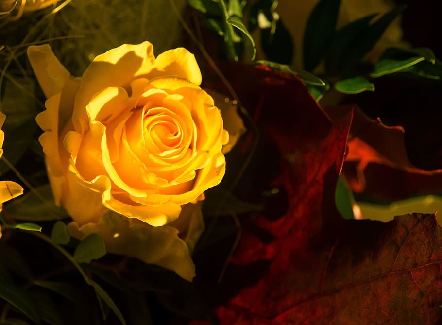 rose, yellow, yellow roses, flower, rose blooms, blossom, yellow flowers, HD wallpaper
