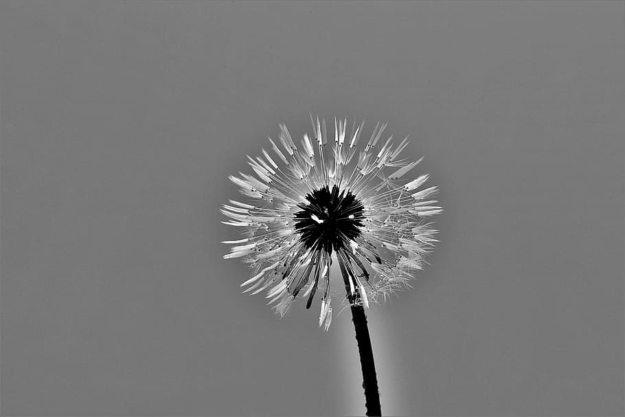 dandelion, s w, closeup, blossom, flower, flowering plant, fragility HD wallpaper
