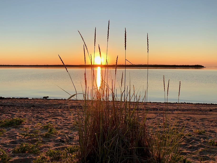 smålsön, sunset, grass, luleå, sky, water, beauty in nature HD wallpaper