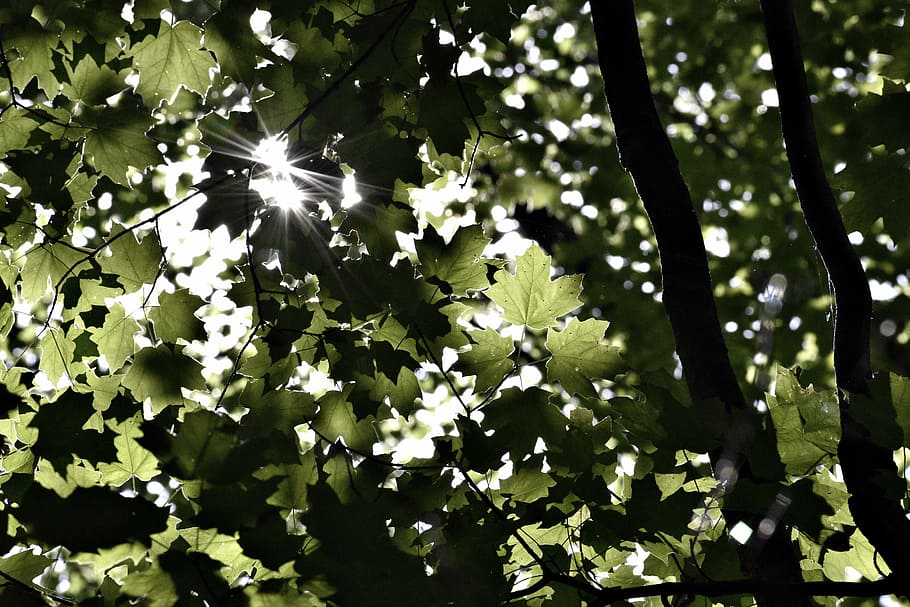 close up photo of green leafy tree, green trees during daytime HD wallpaper