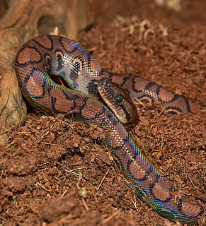 snake, rainbow boa, reptile, scale, brazilian red rainbow boa HD wallpaper