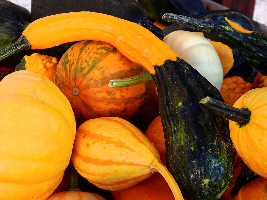 pumpkin, gourd, autumn, decoration, vegetables, harvest, helloween, HD wallpaper
