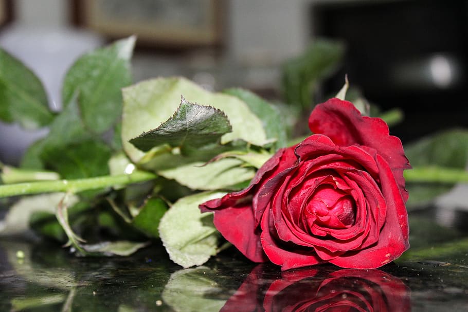 roses, rosa, flower, red, red roses, flowering plant, rose - flower HD wallpaper