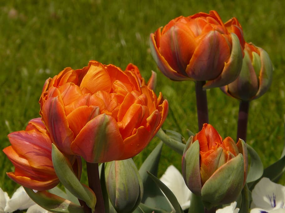 tulips, filled, garden, spring, flowers, orange, flowering plant HD wallpaper