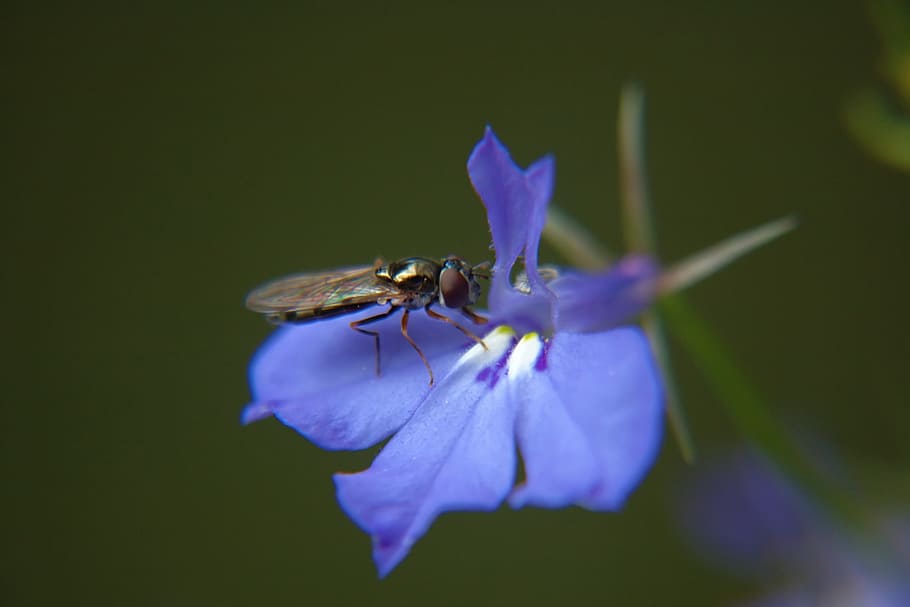 flower, blue, blue flower, macro, nature, insect, plants, flowering plant HD wallpaper