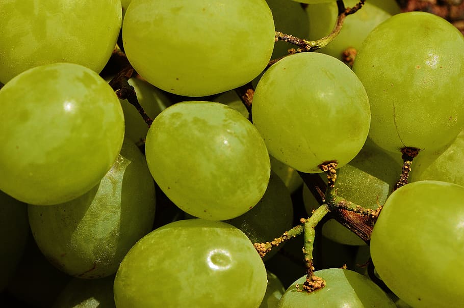 grapes, fruit, table grapes, ripe grapes, green, green grapes HD wallpaper