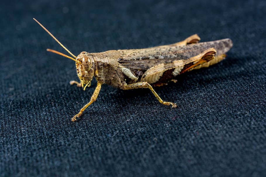 grasshopper, viridissima, insect, scare, chitin, close, nature HD wallpaper