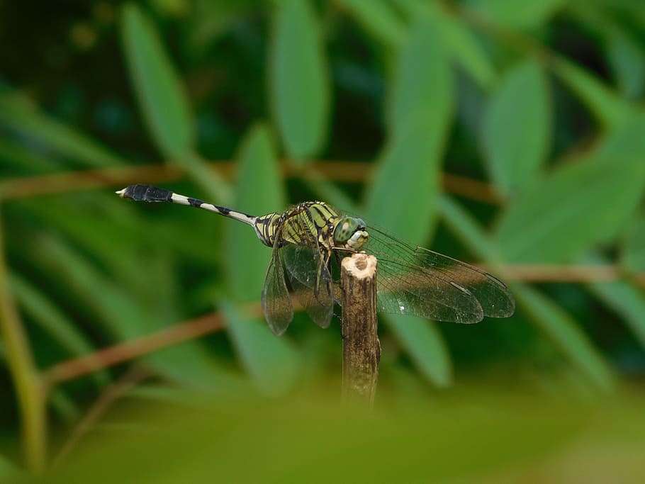 dragonfly, plants, green, animal wildlife, animal themes, animals in the wild HD wallpaper