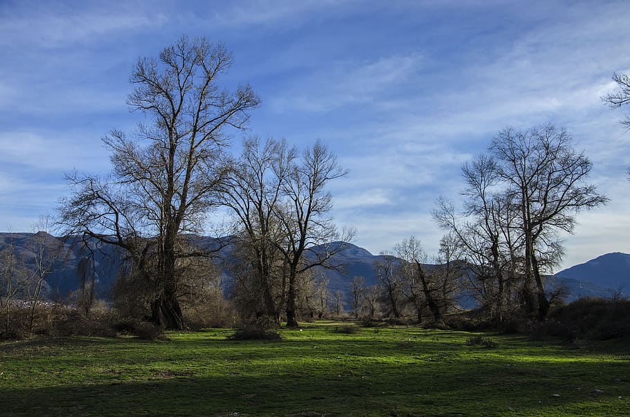 Bare Trees on Forest, clouds, countryside, dawn, daylight, fall HD wallpaper