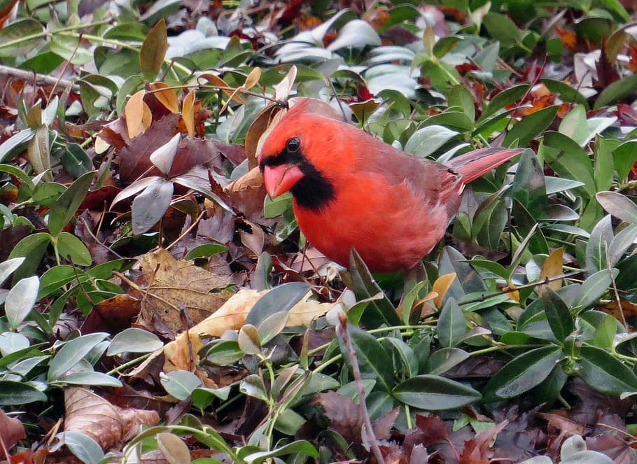 cardinal, birds, red, one animal, plant part, vertebrate, animal themes HD wallpaper