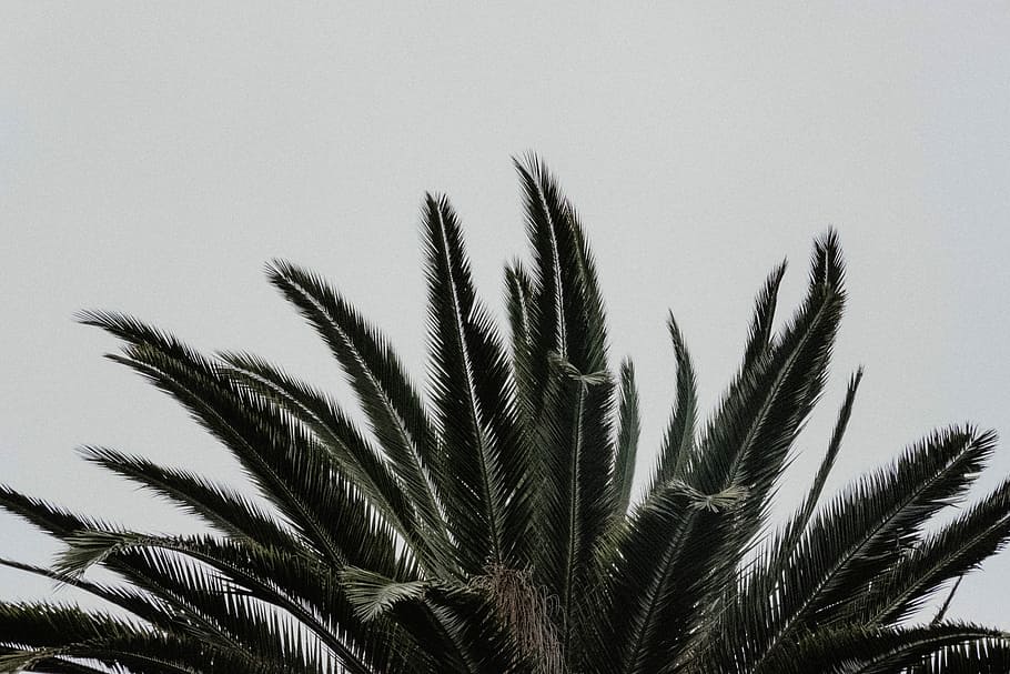 green leafed plant, photo of sago palm plant, growth, nature HD wallpaper