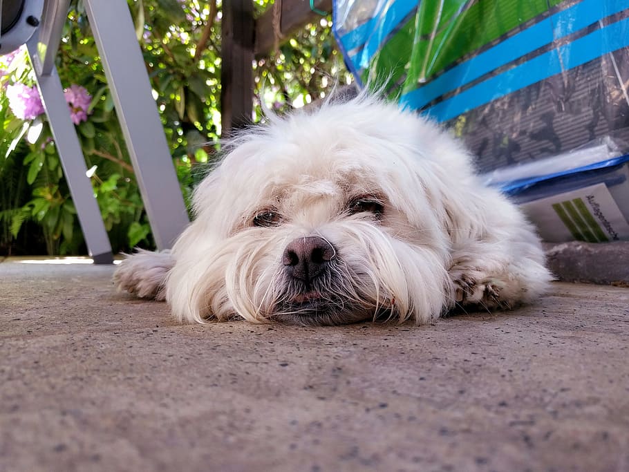 dog, cute, sleeping, floor, laying, pet, puppy, animal, white HD wallpaper