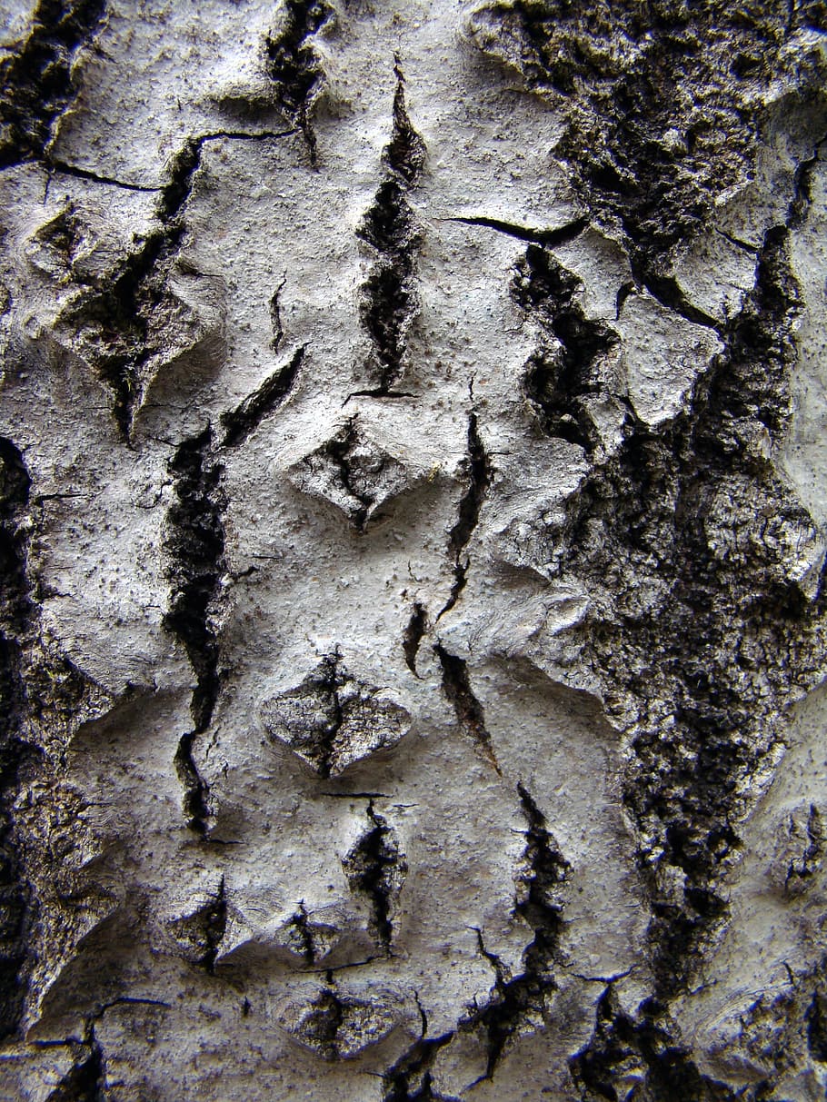 Tree, Texture, Rough, rock - object, textured, nature, cliff HD wallpaper