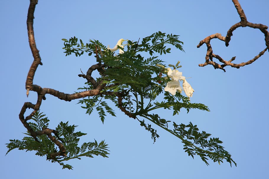 tree, jakaranda, flower, white, blooms, sky, blue, plant, nature HD wallpaper