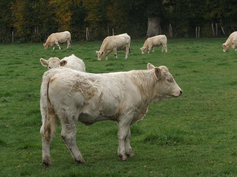 cow, herd, cattle, pre, field, fields, pasture, france, agricultural HD wallpaper