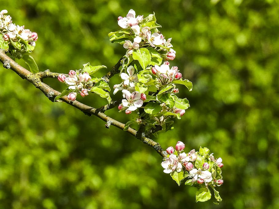 blossom, bloom, tree, nature, plant, flowering plant, vulnerability HD wallpaper