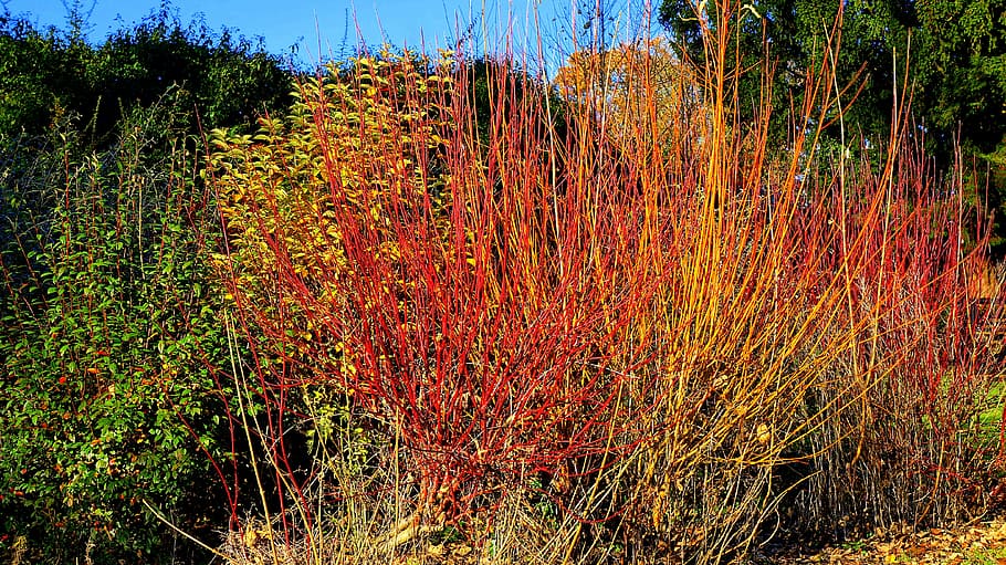 bush, red, green, nature, garden, natural, plant, fresh, color HD wallpaper