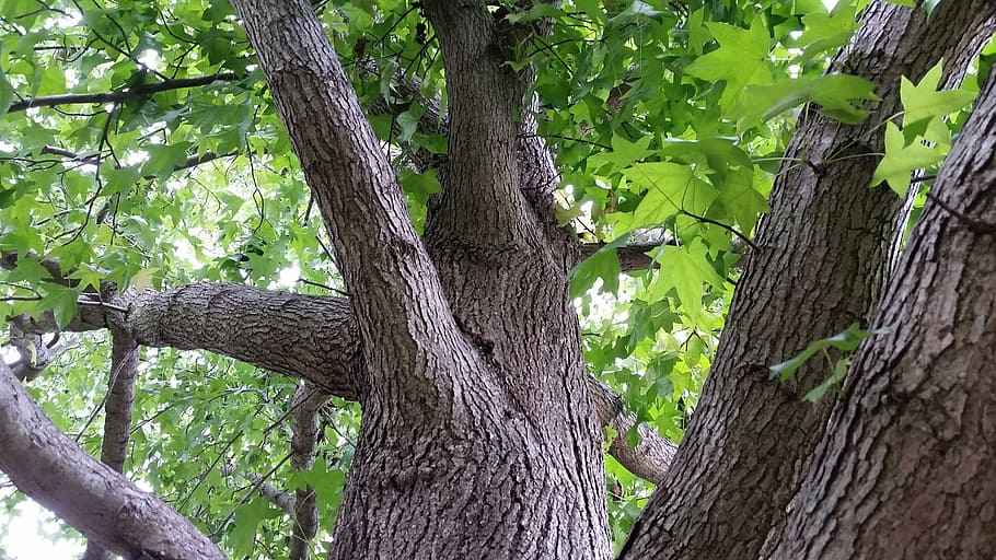 Tree, Shade, Nature, Summer, green, tropical, plant, forest HD wallpaper