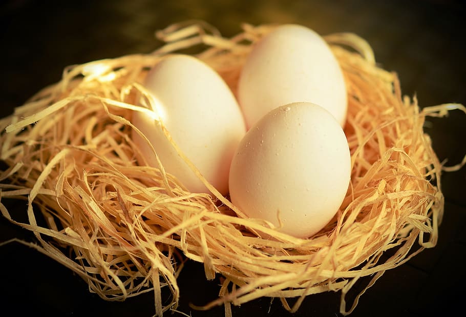 three white eggs on brown nest, nutrition, chicken eggs, eat HD wallpaper