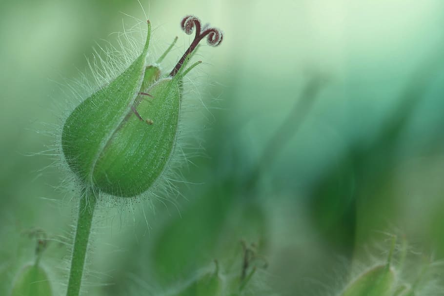 selective focus photography of flower bud, blossom, bloom, leaf HD wallpaper