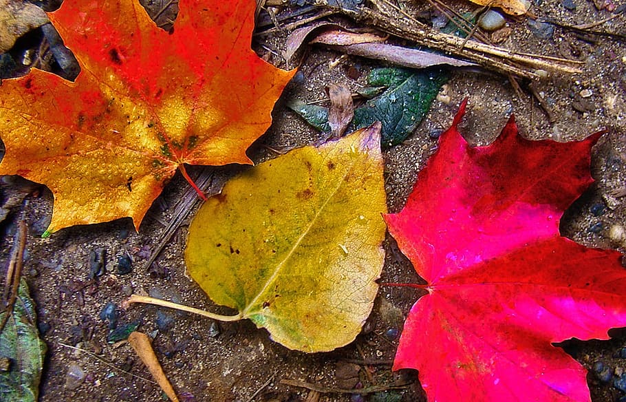 Leaf, Leaves, Garden, Plants, falling, leaves red, autumn, yellow HD wallpaper