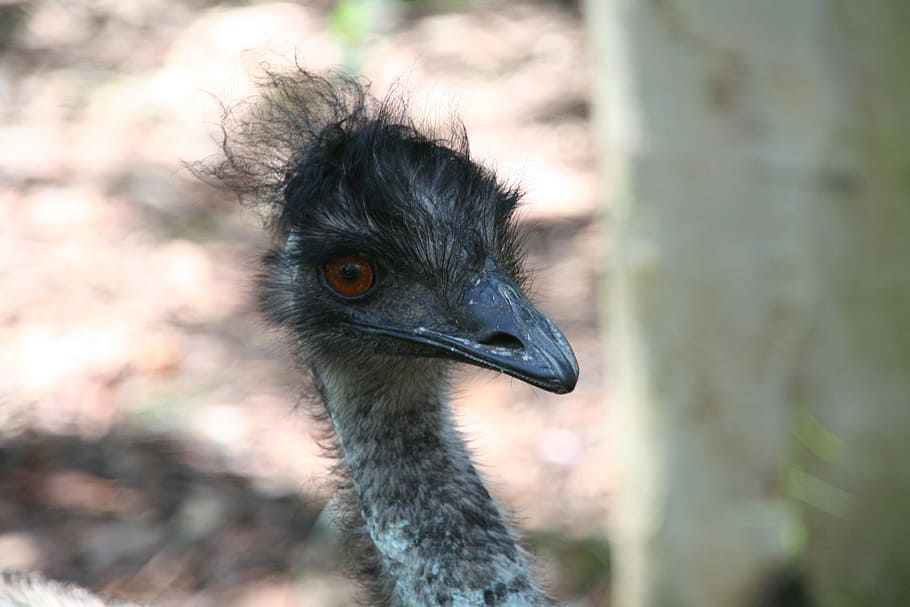 Emu, Bird, Wildlife, Flightless, australia, head, eye, animal HD wallpaper