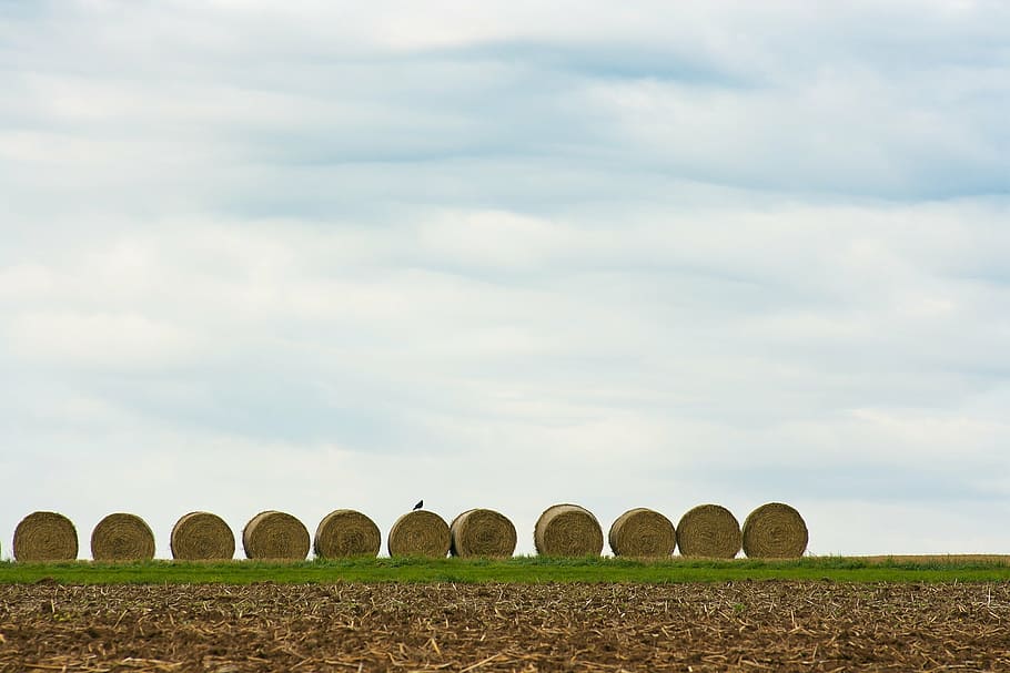 field, straw, hay, harvest, summer, landscape, nature, harvested HD wallpaper