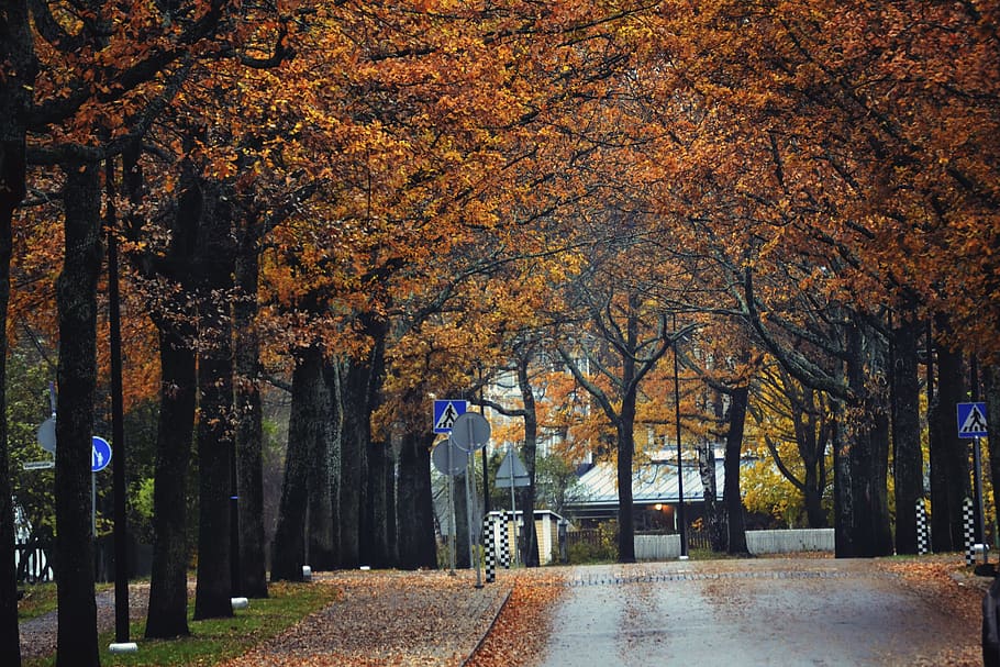 fall colors, street, autumn, change, plant, nature, tree trunk HD wallpaper