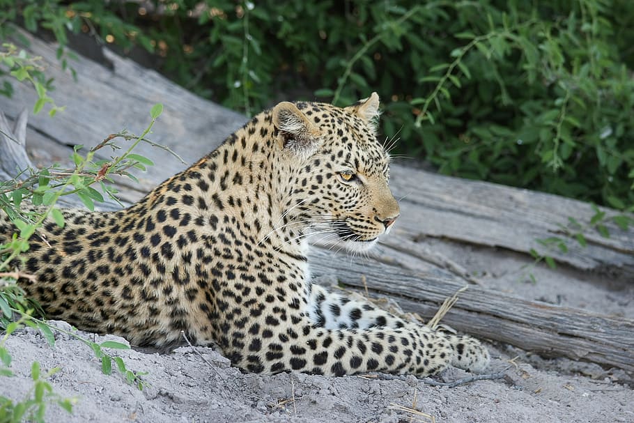 cheetah lying on ground, leopard, africa, botswana, wildcat, safari, HD wallpaper