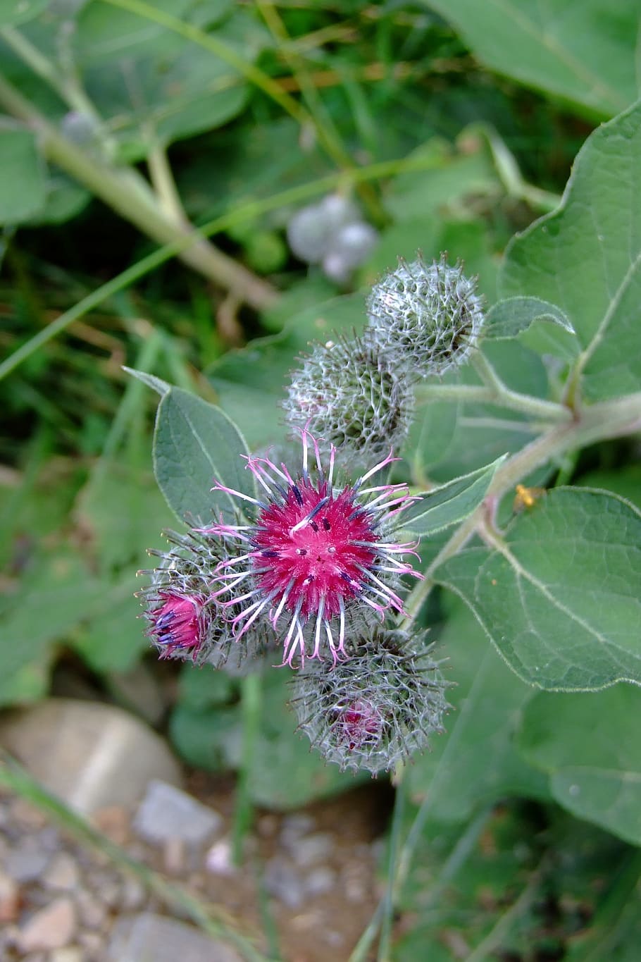 flower, thistle, weed, foliage, plant, flowering plant, growth HD wallpaper
