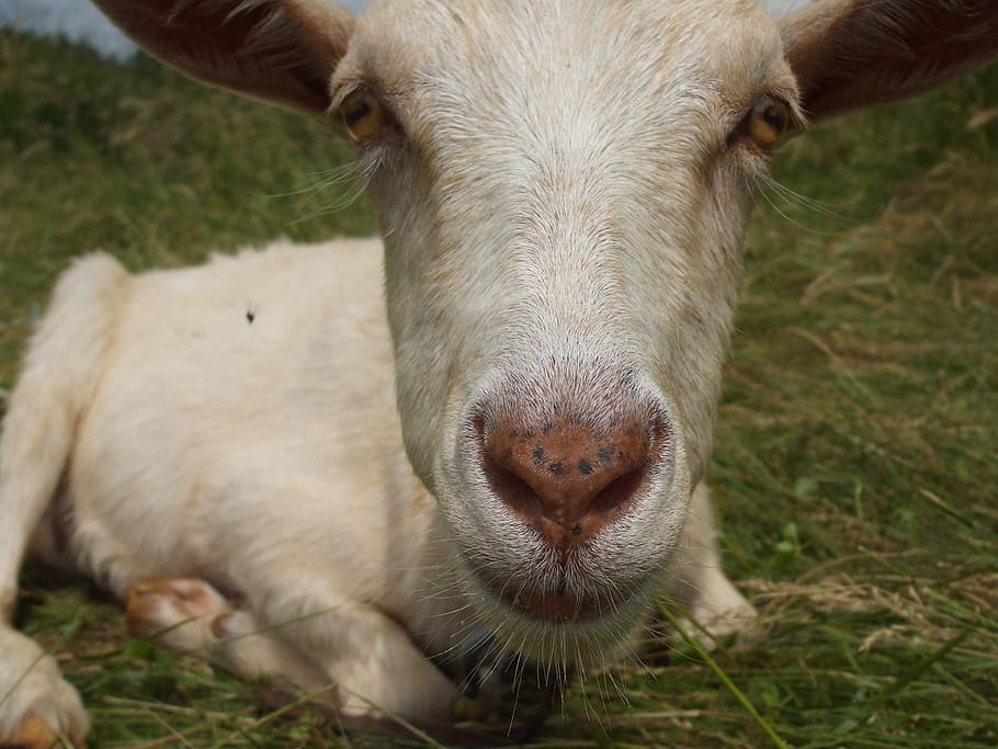 goat, head, face, white, close up, mammal, domestic, pets, domestic animals HD wallpaper