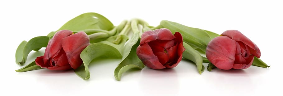 photo of three red tulips, flowers, leaves, spring, close, nature HD wallpaper